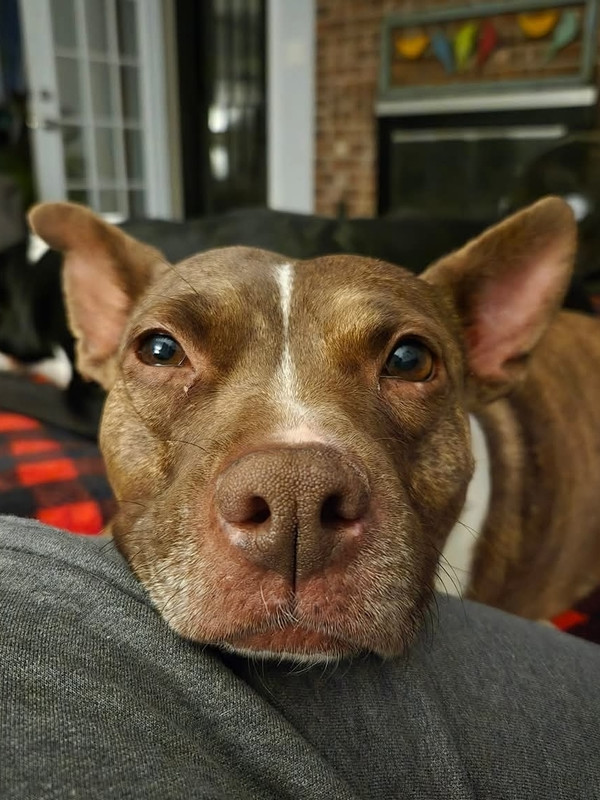 Coco, an adoptable Pit Bull Terrier in Wendell, NC, 27591 | Photo Image 5