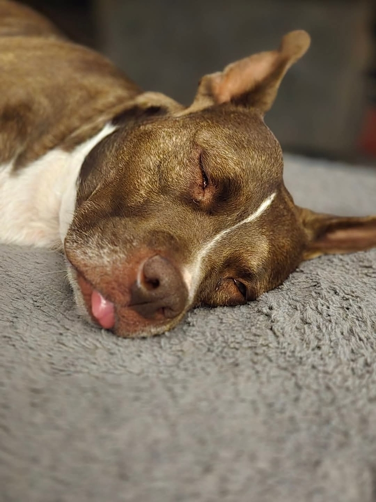 Coco, an adoptable Pit Bull Terrier in Wendell, NC, 27591 | Photo Image 6