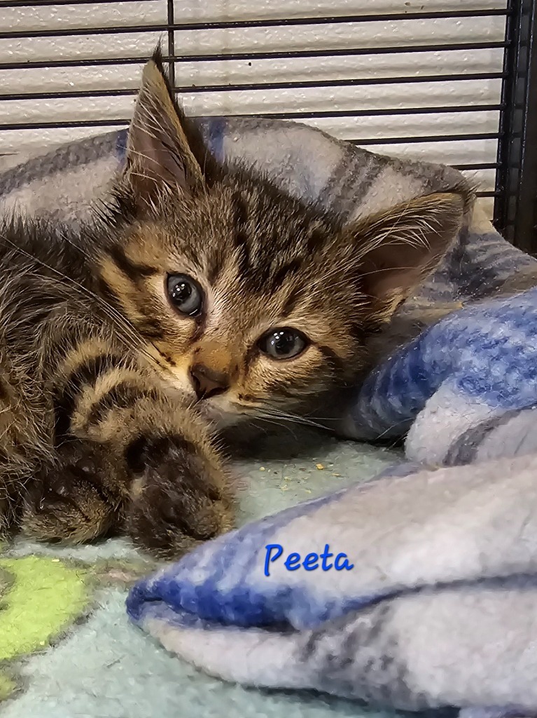 Peeta