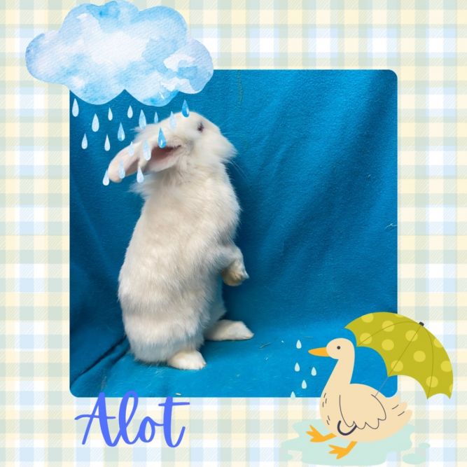 Alot