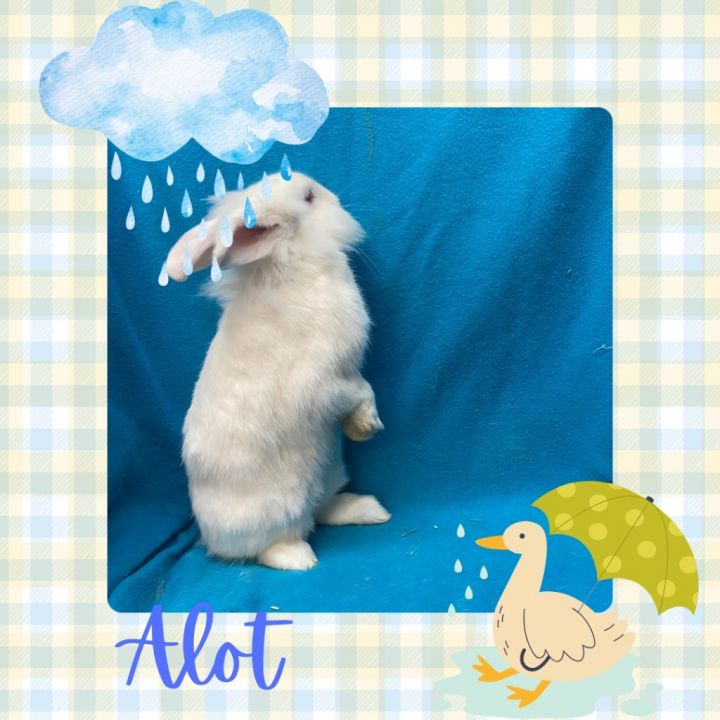 Alot 1