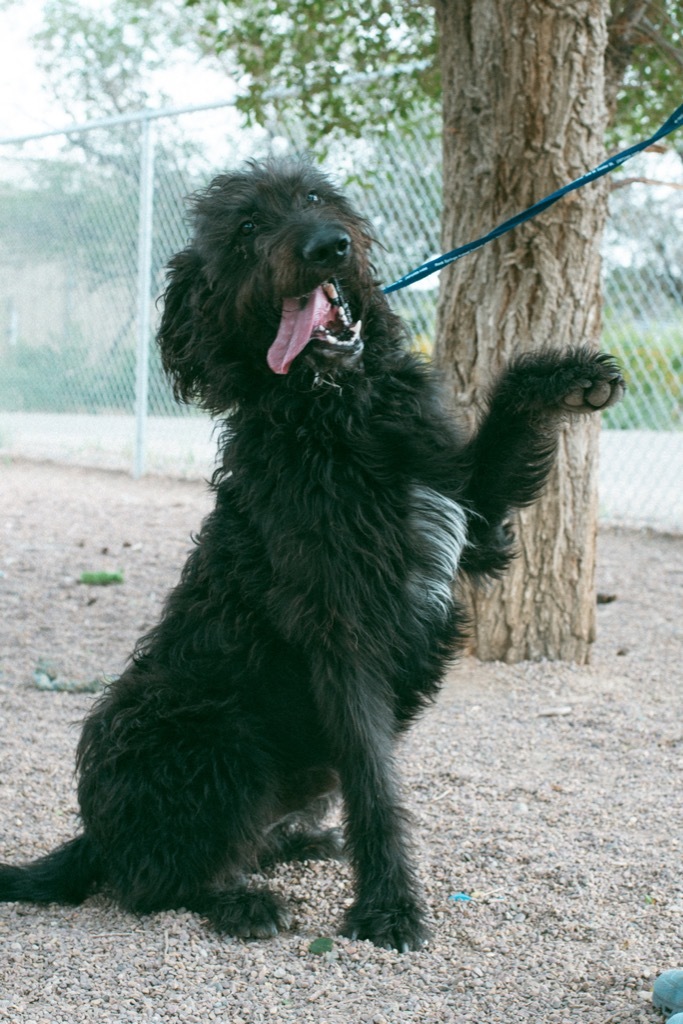 Wadsworth, an adoptable Poodle in Rock Springs, WY, 82901 | Photo Image 1