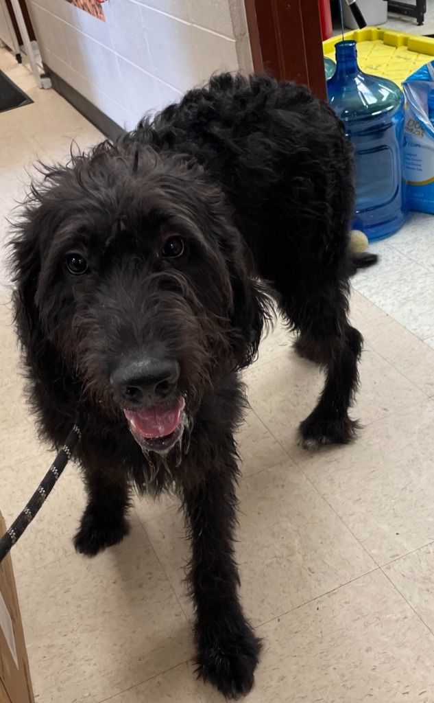 Wadsworth, an adoptable Poodle in Rock Springs, WY, 82901 | Photo Image 2