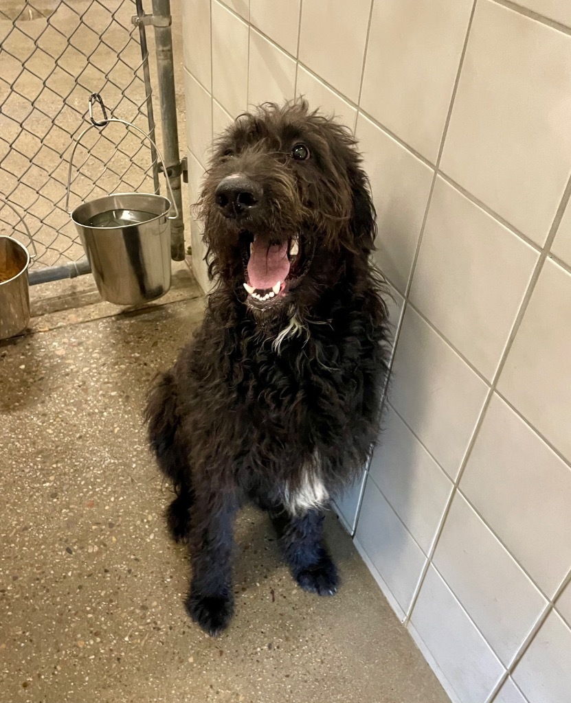 Wadsworth, an adoptable Poodle in Rock Springs, WY, 82901 | Photo Image 3