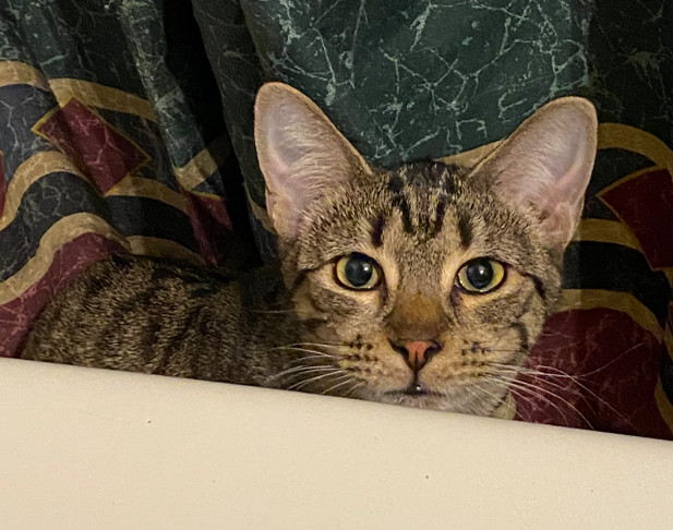 Pebbles