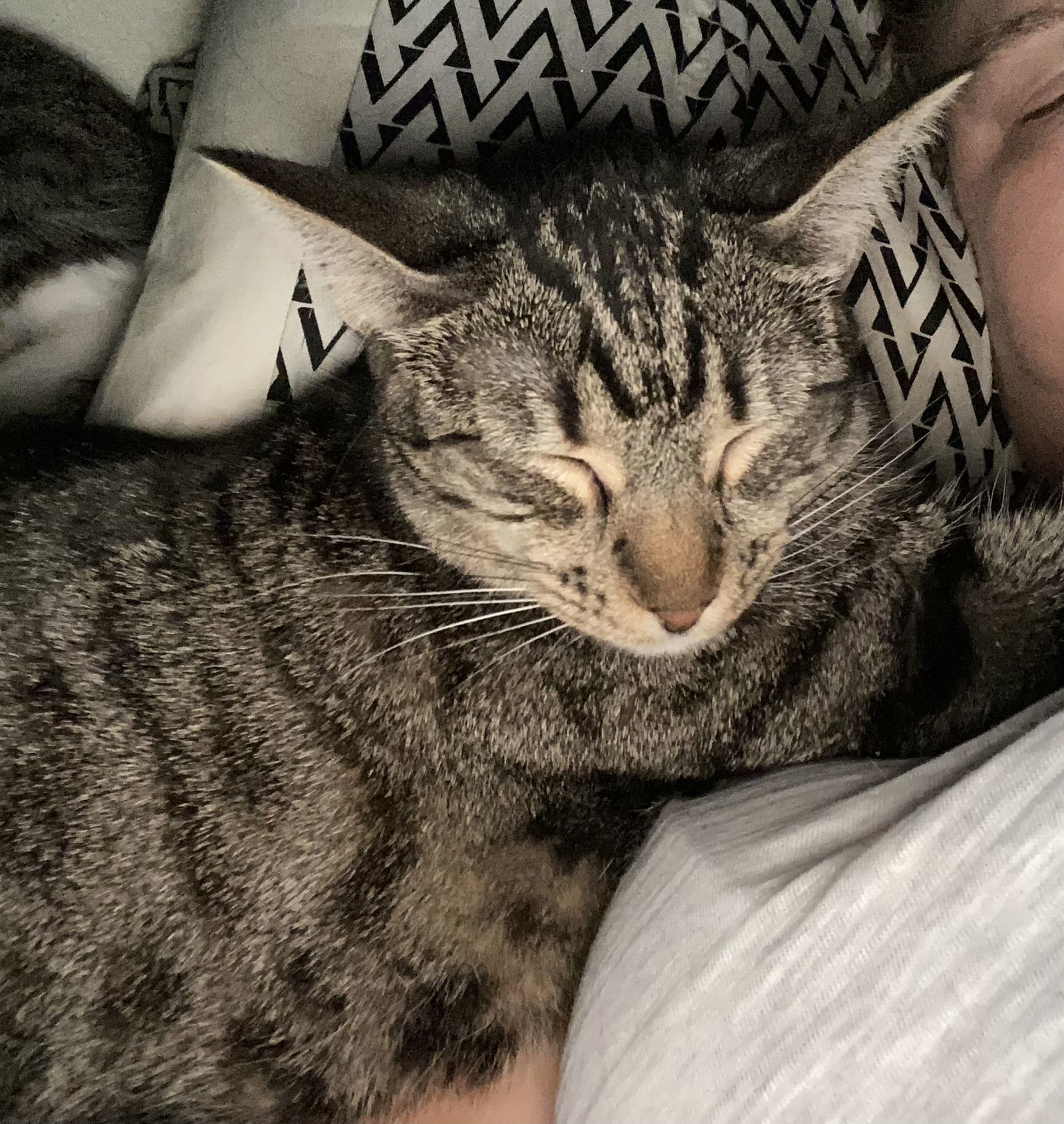 Pebbles, an adoptable Tabby in Phoenix, AZ, 85023 | Photo Image 2