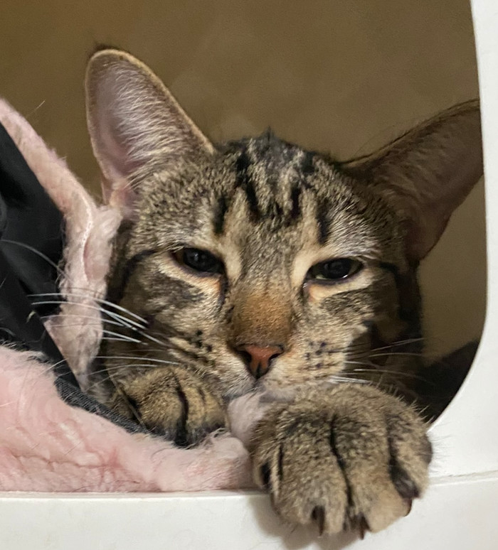 Pebbles, an adoptable Tabby in Phoenix, AZ, 85023 | Photo Image 3