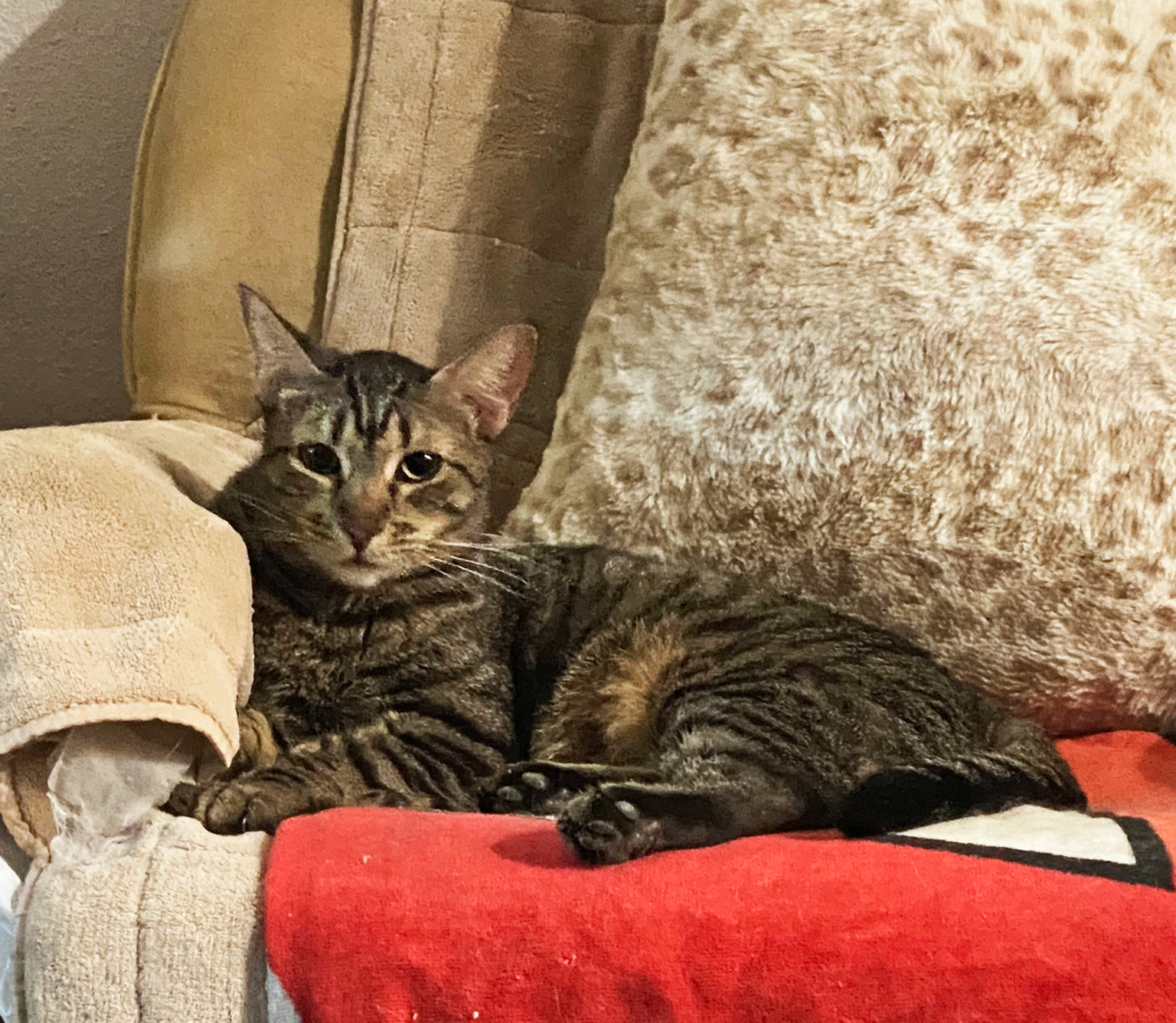 Pebbles, an adoptable Tabby in Phoenix, AZ, 85023 | Photo Image 3