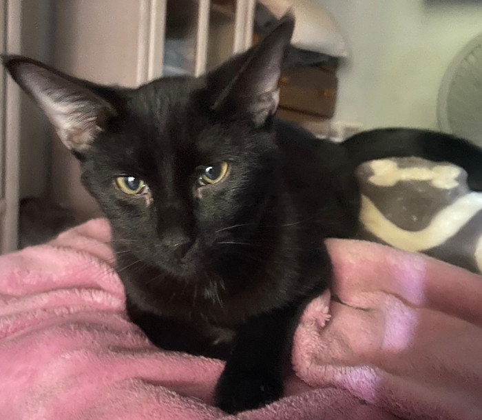 BamBam, an adoptable Domestic Short Hair in Phoenix, AZ, 85023 | Photo Image 2