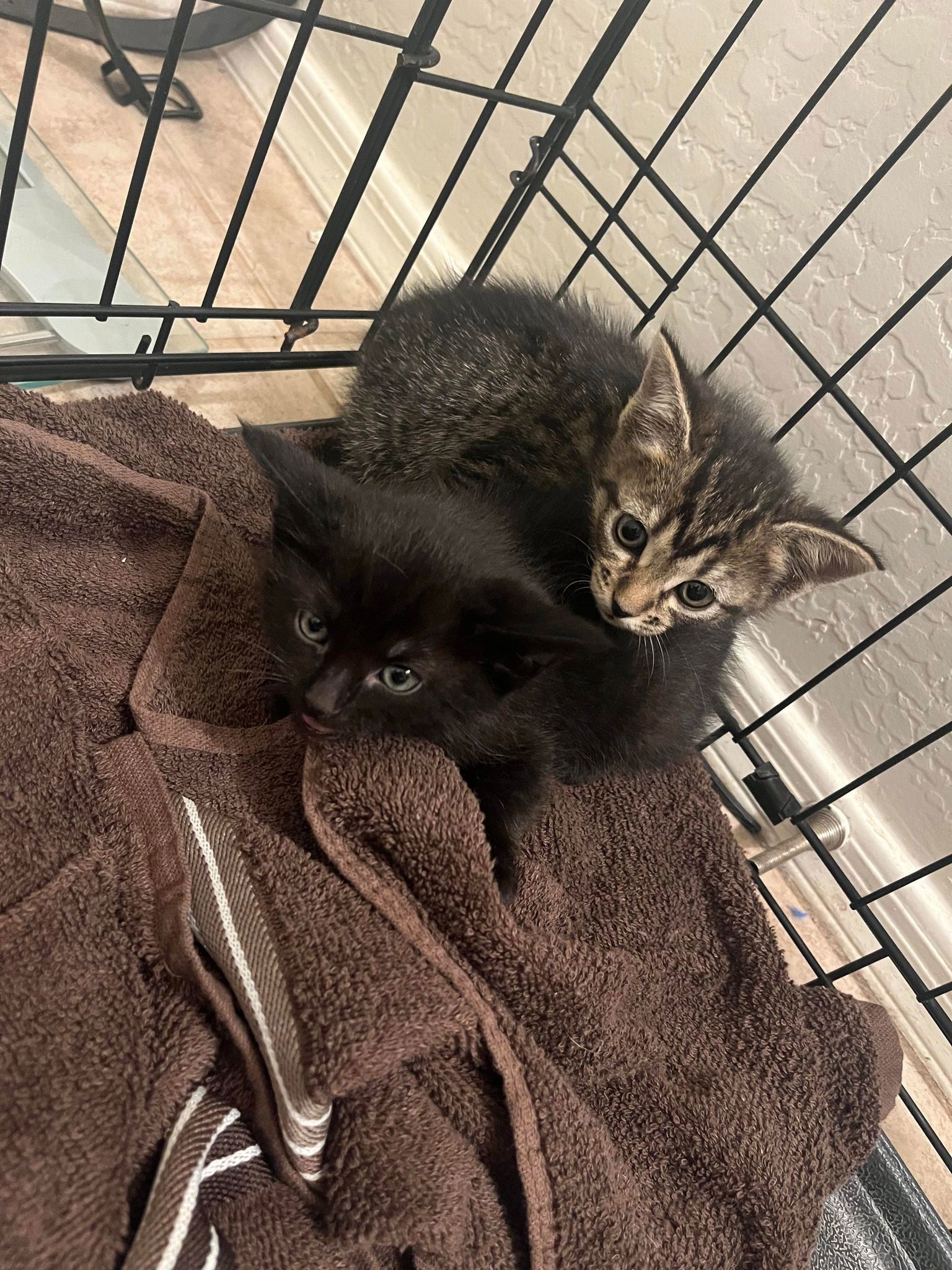 BamBam, an adoptable Domestic Short Hair in Phoenix, AZ, 85023 | Photo Image 3