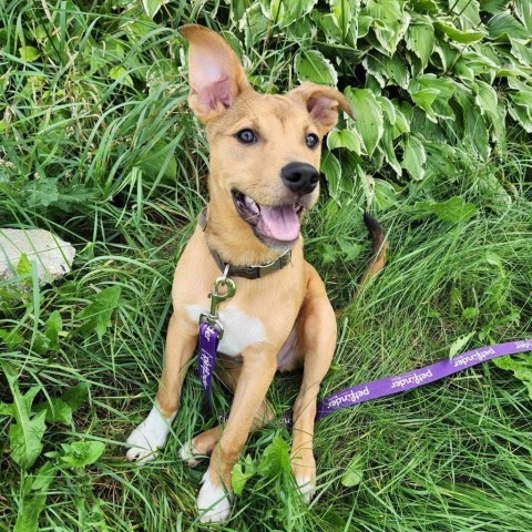 Ted, an adoptable Shepherd in Fargo, ND, 58102 | Photo Image 4