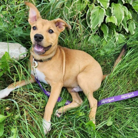 Ted, an adoptable Shepherd in Fargo, ND, 58102 | Photo Image 6