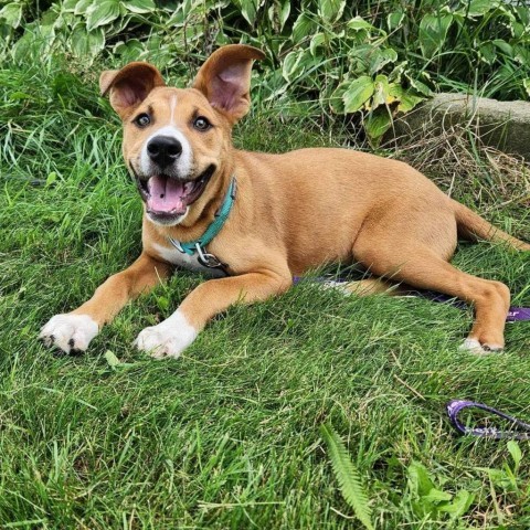 Bill, an adoptable Shepherd in Fargo, ND, 58102 | Photo Image 1