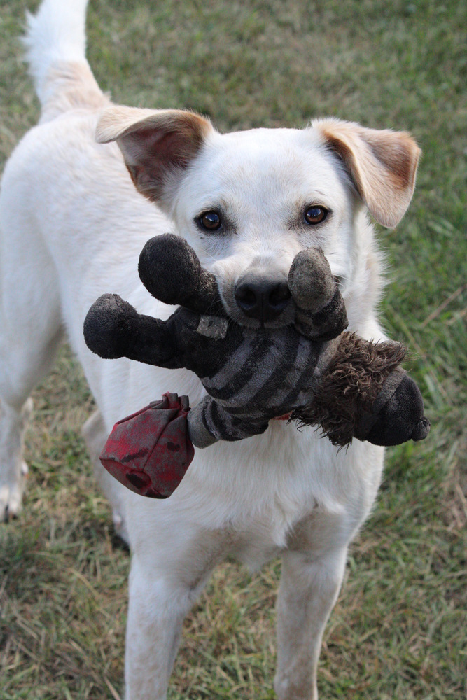 Banjo, an adoptable Mixed Breed in Bemidji, MN, 56601 | Photo Image 1