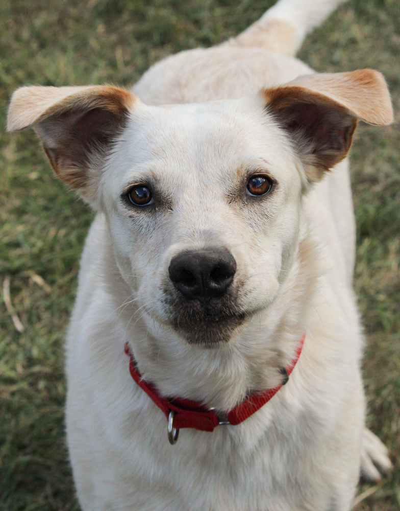 Banjo, an adoptable Mixed Breed in Bemidji, MN, 56601 | Photo Image 2