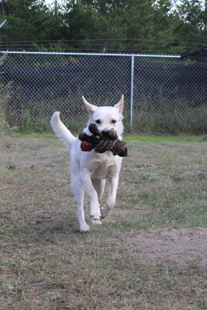 Banjo, an adoptable Mixed Breed in Bemidji, MN, 56601 | Photo Image 3