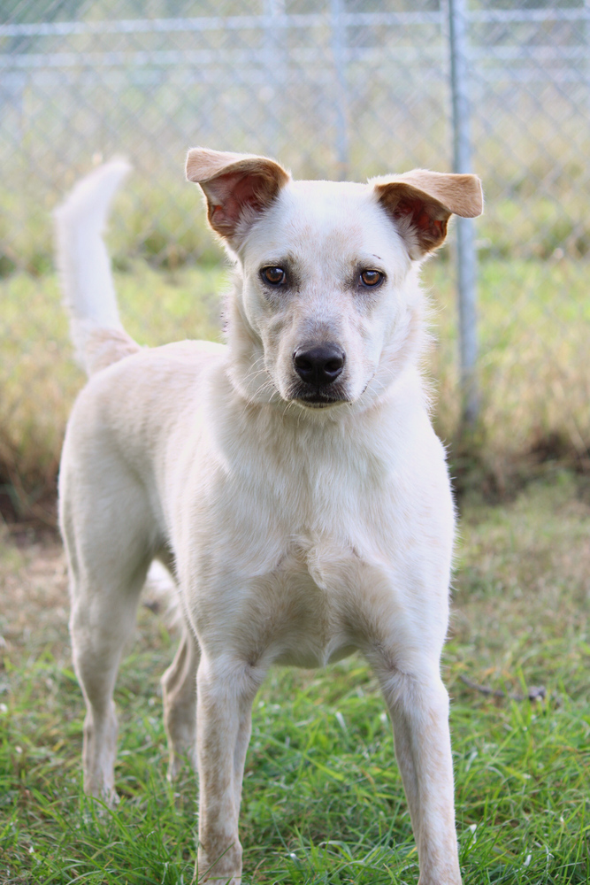 Banjo, an adoptable Mixed Breed in Bemidji, MN, 56601 | Photo Image 4