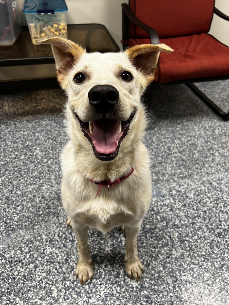 Banjo, an adoptable Mixed Breed in Bemidji, MN, 56601 | Photo Image 5