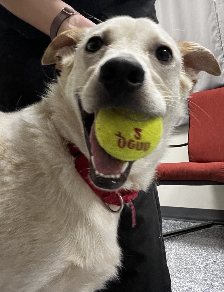 Banjo, an adoptable Mixed Breed in Bemidji, MN, 56601 | Photo Image 6