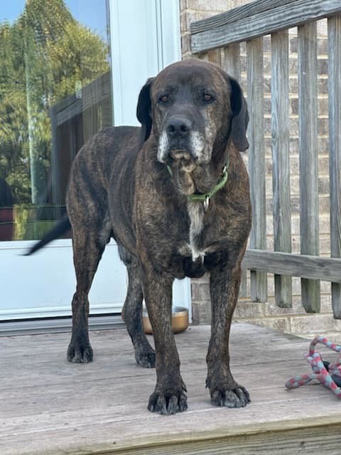 Hunter (9yo, 91lbs)