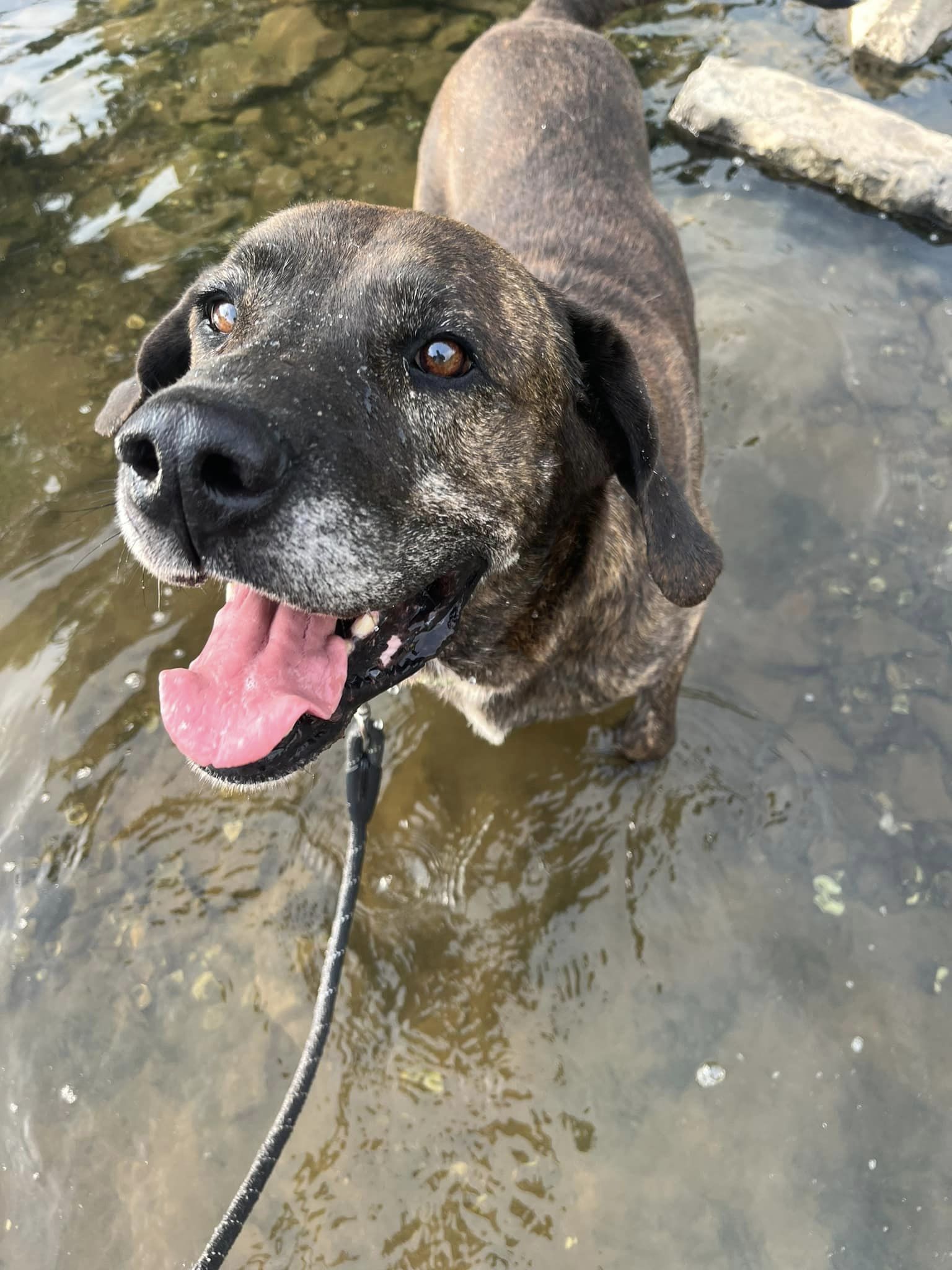 Hunter (9yo, 91lbs)