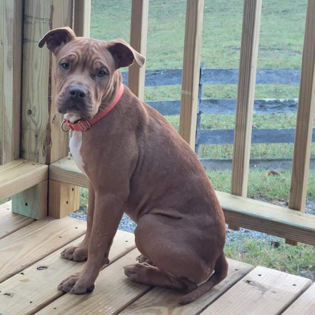 Heinz (1yo, 30lbs)