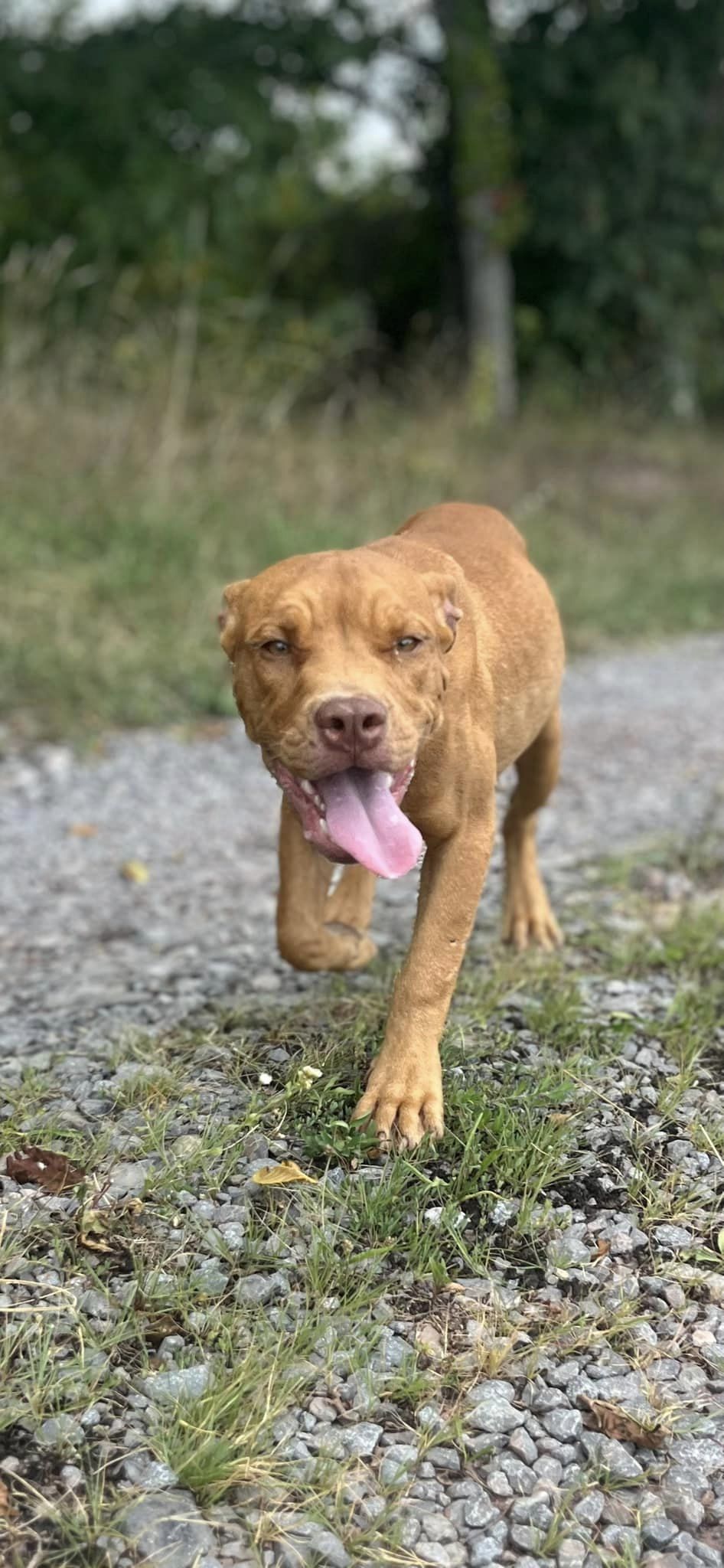 Heinz (1yo, 30lbs)
