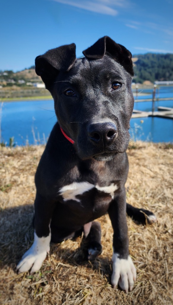 Texaco, an adoptable Pit Bull Terrier in Gold Beach, OR, 97444 | Photo Image 1