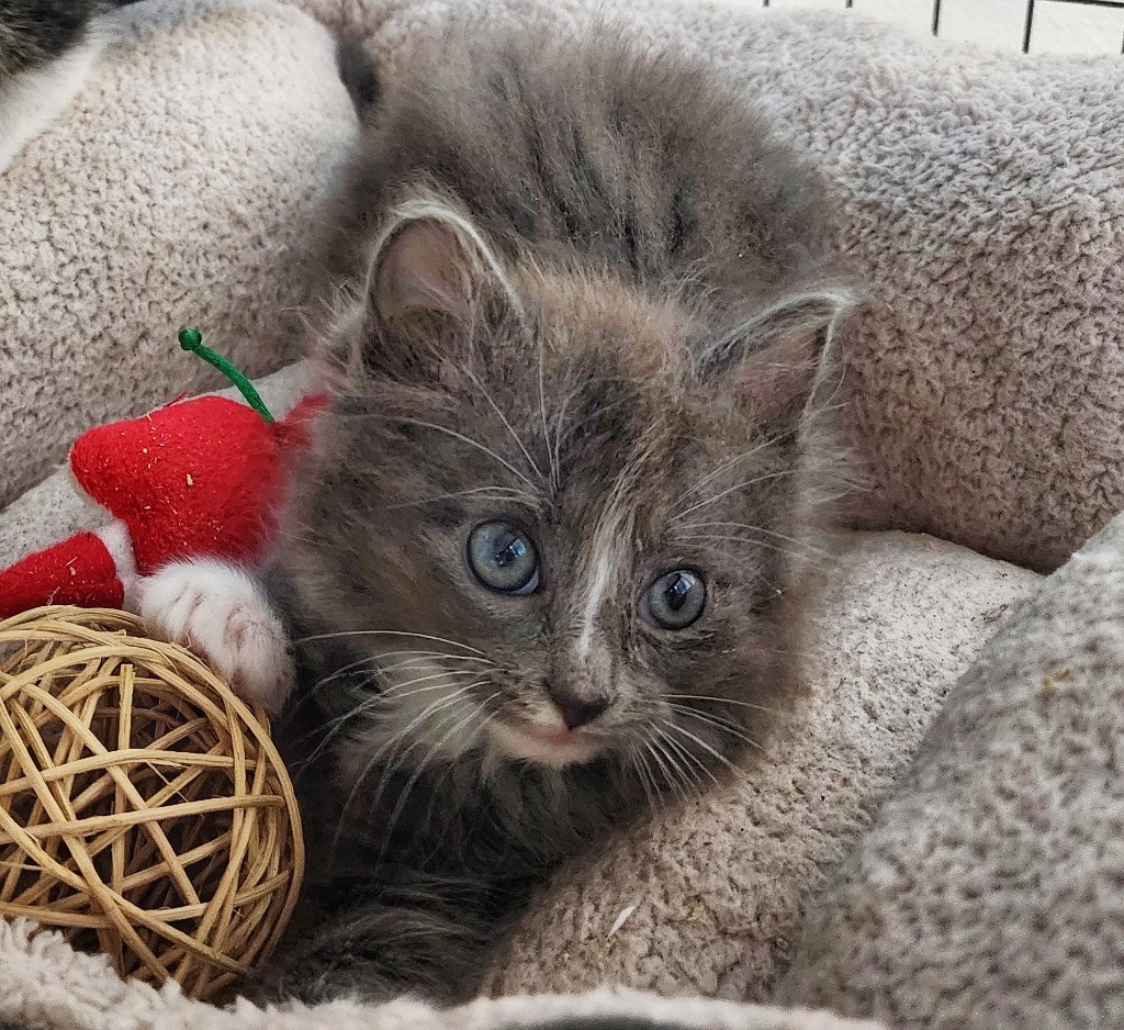 Radish, an adoptable Domestic Medium Hair in Gold Beach, OR, 97444 | Photo Image 1