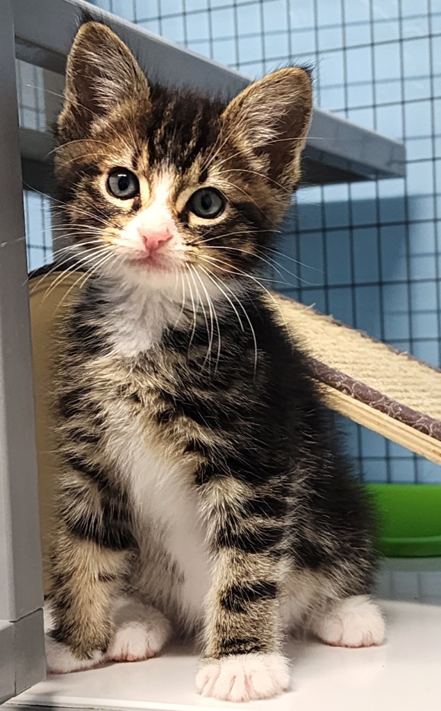 Turnip, an adoptable Domestic Medium Hair in Gold Beach, OR, 97444 | Photo Image 1