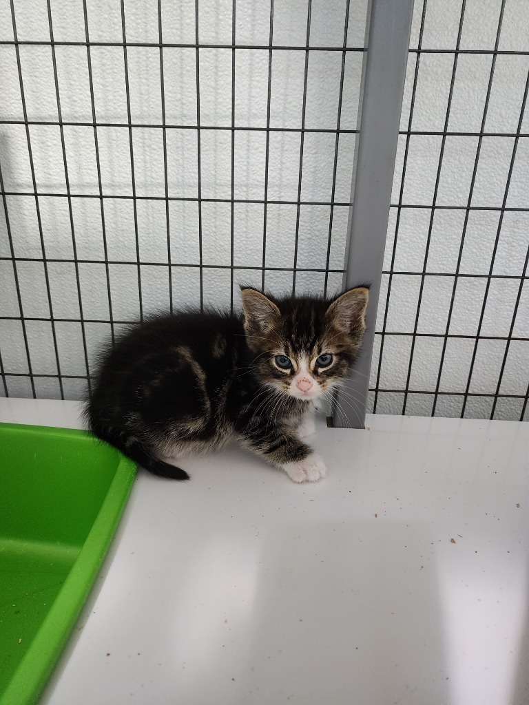 Turnip, an adoptable Domestic Medium Hair in Gold Beach, OR, 97444 | Photo Image 2