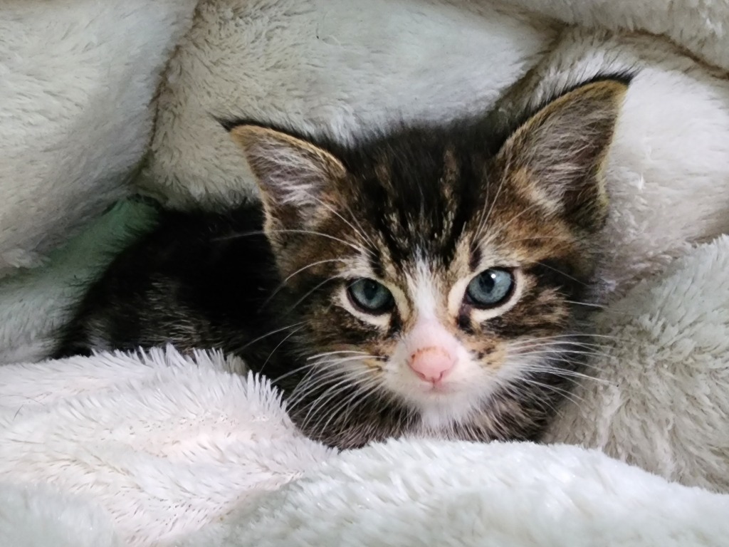 Turnip, an adoptable Domestic Medium Hair in Gold Beach, OR, 97444 | Photo Image 3