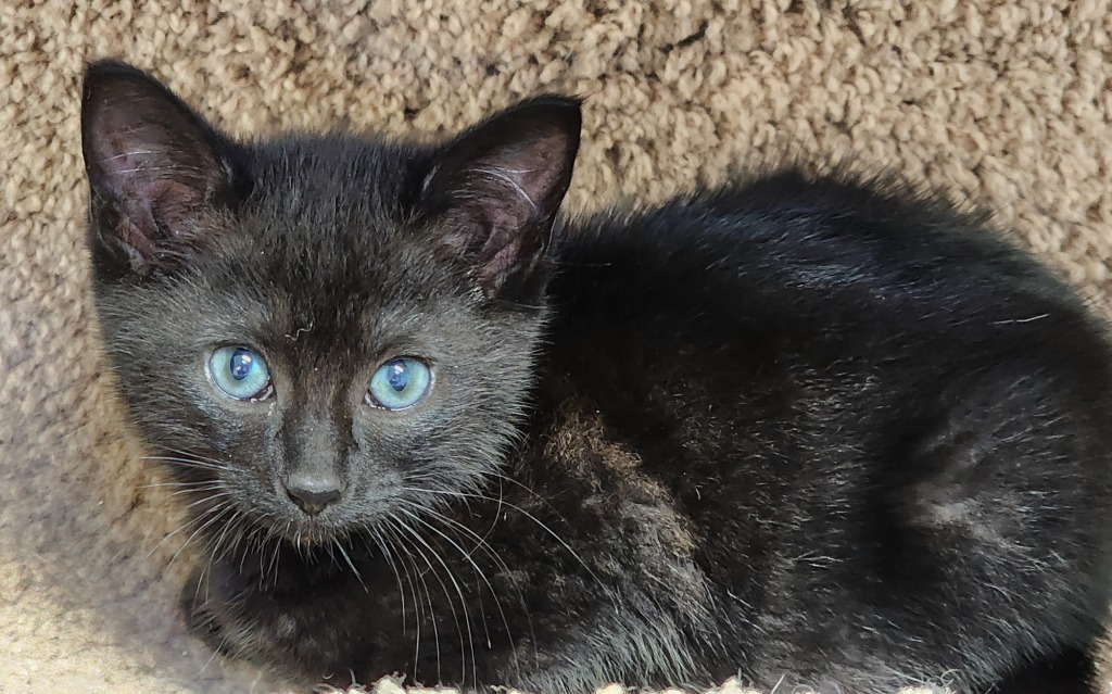 Fennel, an adoptable Domestic Medium Hair in Gold Beach, OR, 97444 | Photo Image 1