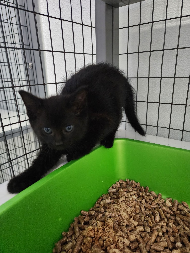 Fennel, an adoptable Domestic Medium Hair in Gold Beach, OR, 97444 | Photo Image 2