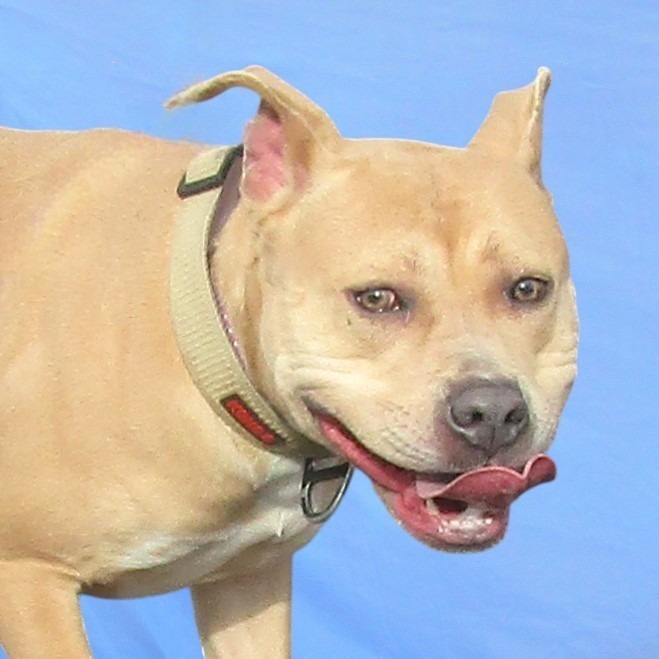 Honey, an adoptable Mixed Breed in Las Cruces, NM, 88012 | Photo Image 1