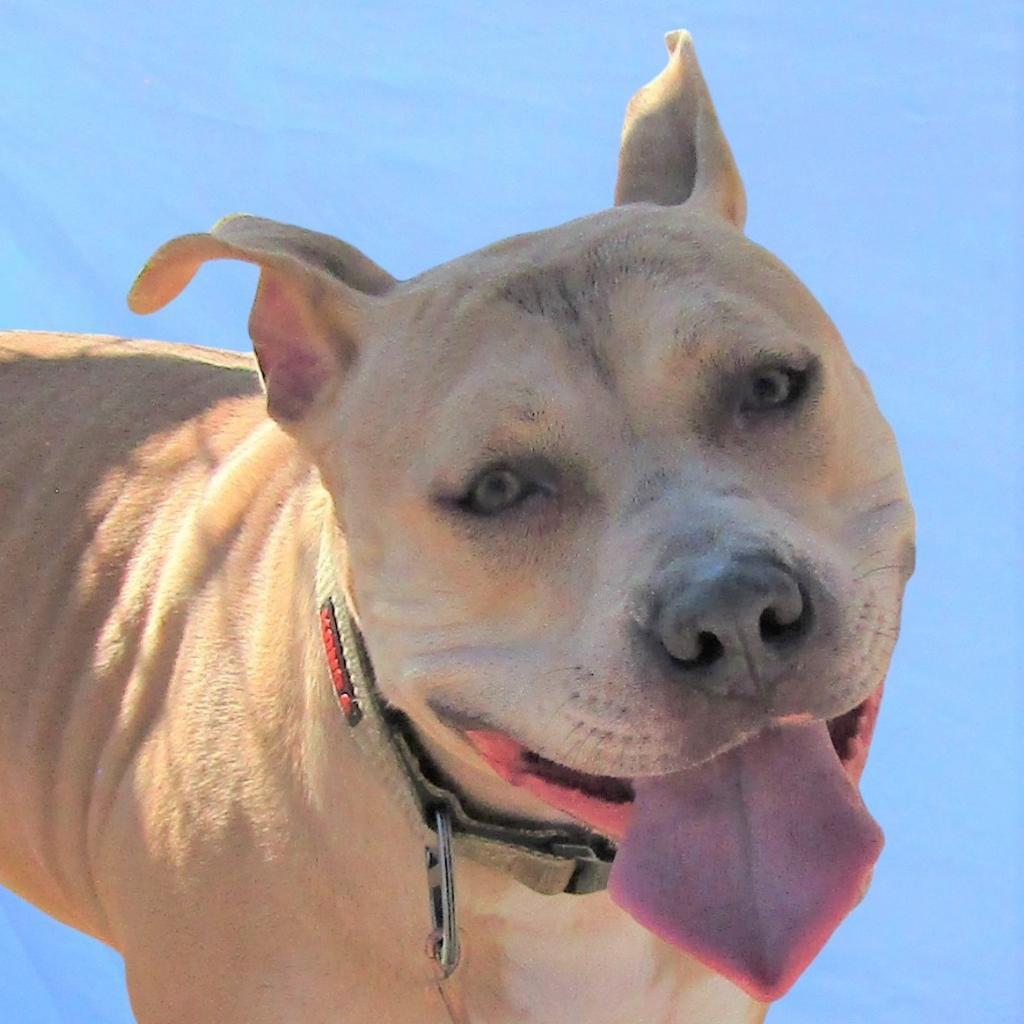 Honey, an adoptable Mixed Breed in Las Cruces, NM, 88012 | Photo Image 1