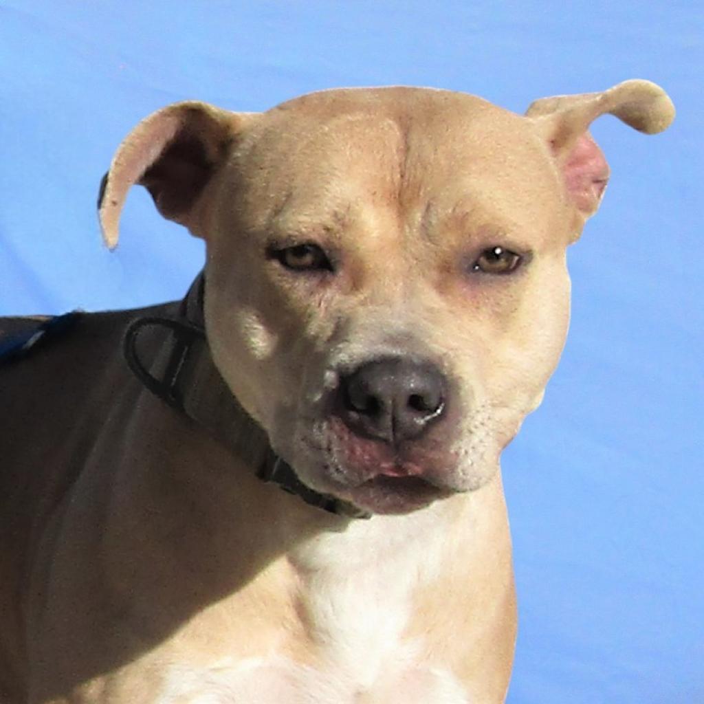 Honey, an adoptable Mixed Breed in Las Cruces, NM, 88012 | Photo Image 2