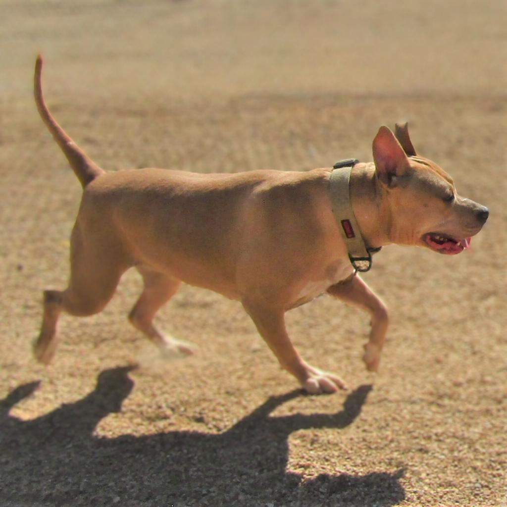 Honey, an adoptable Mixed Breed in Las Cruces, NM, 88012 | Photo Image 3