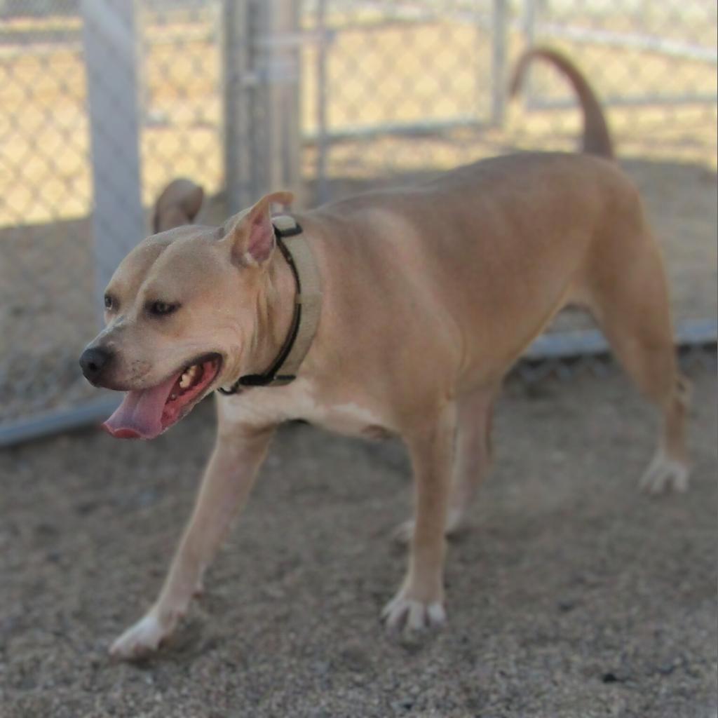 Honey, an adoptable Mixed Breed in Las Cruces, NM, 88012 | Photo Image 4