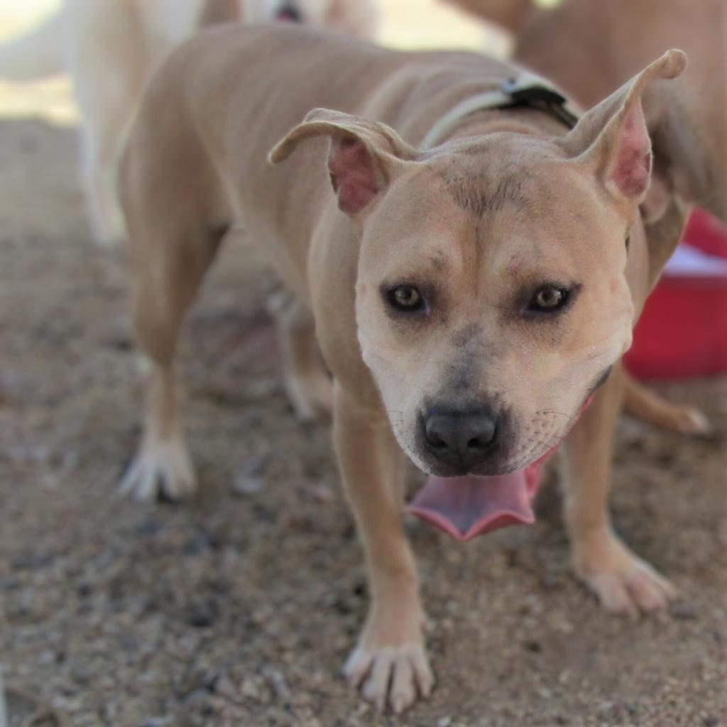 Honey, an adoptable Mixed Breed in Las Cruces, NM, 88012 | Photo Image 5