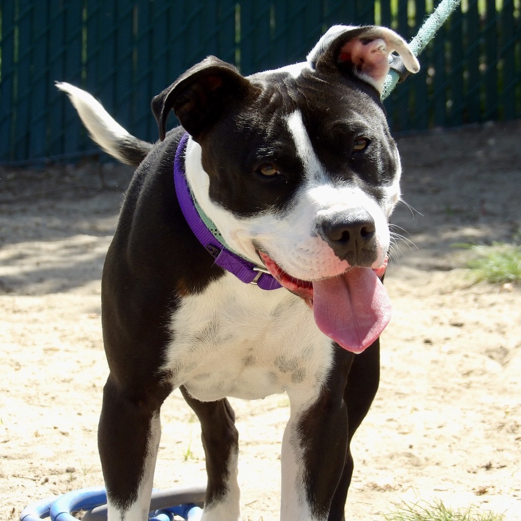 Bee (In Foster)