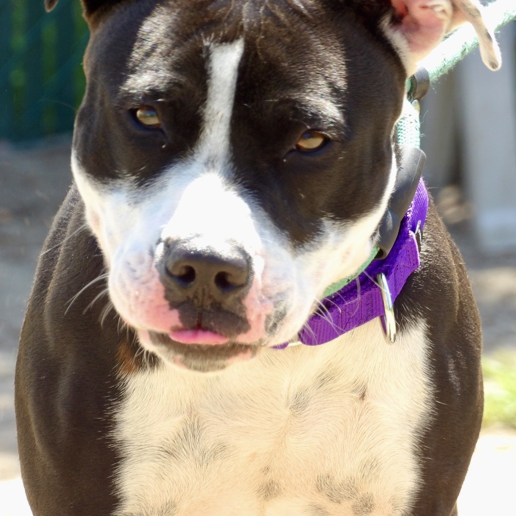 Bee (In Foster)