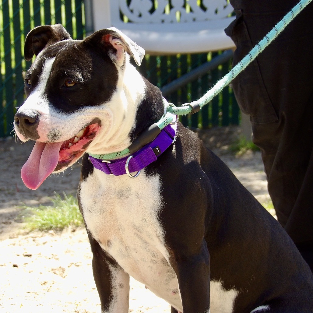 Bee (In Foster)
