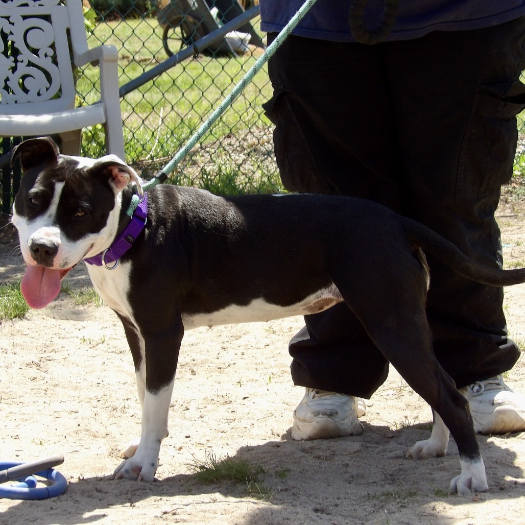 Bee (In Foster)