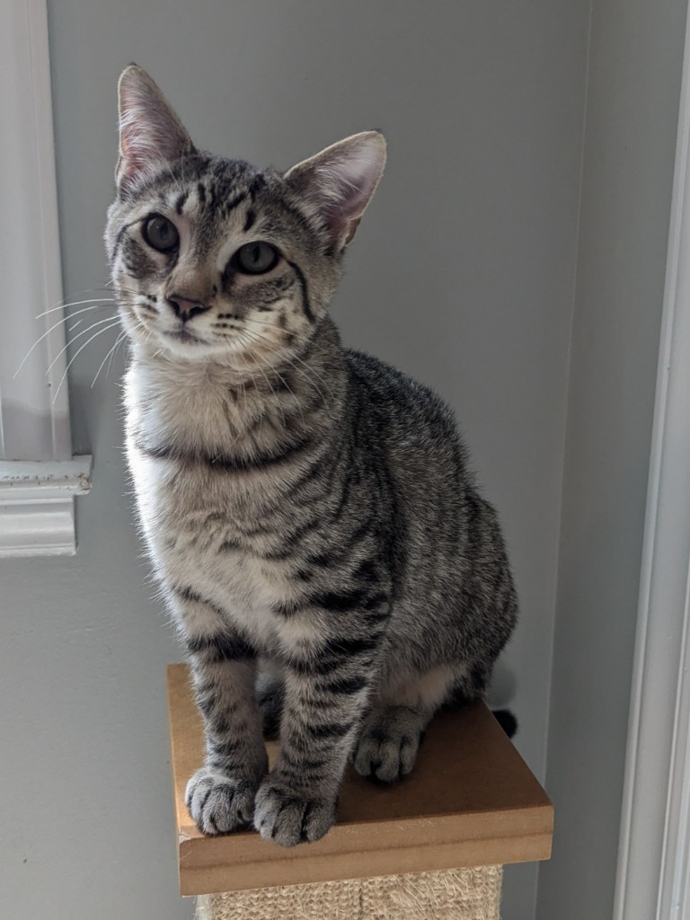 Sawyer