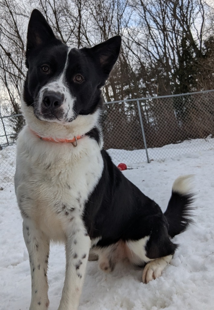 Jimmy, an adoptable Border Collie, Husky in Muskegon, MI, 49443 | Photo Image 1