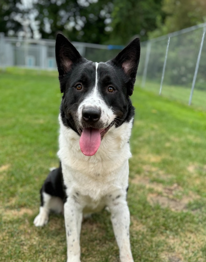 Jimmy, an adoptable Border Collie, Husky in Muskegon, MI, 49443 | Photo Image 2
