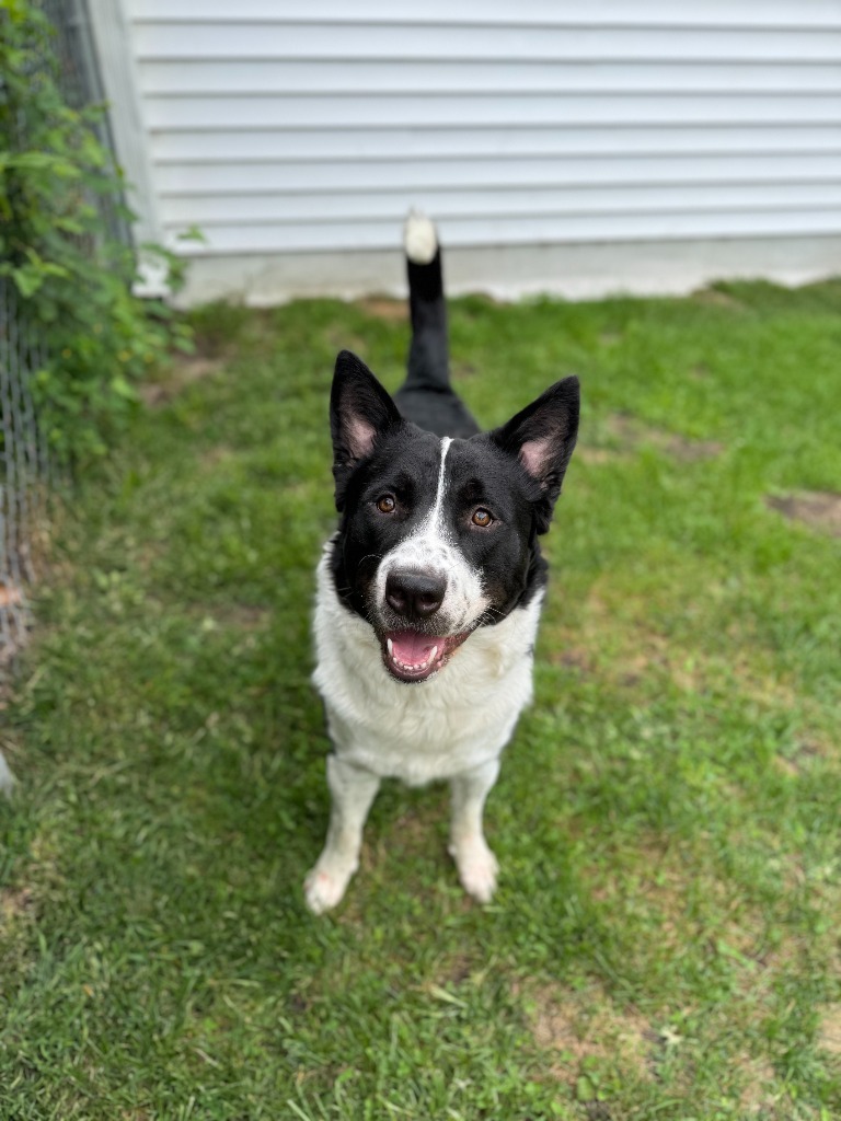Jimmy, an adoptable Border Collie, Husky in Muskegon, MI, 49443 | Photo Image 3