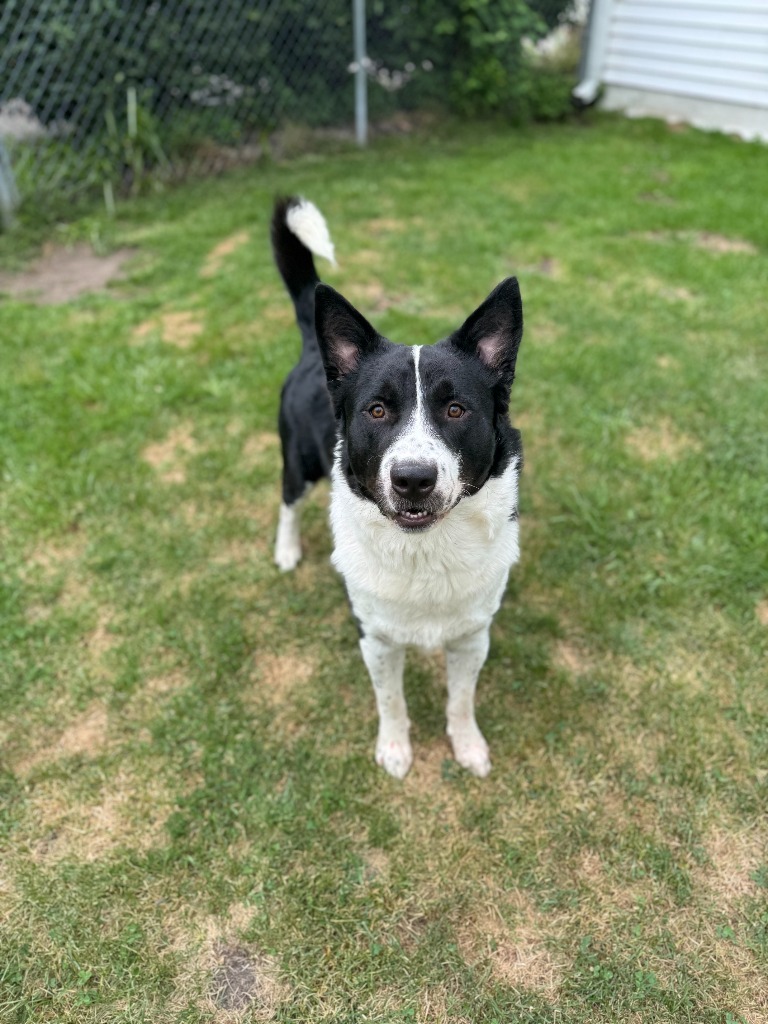 Jimmy, an adoptable Border Collie, Husky in Muskegon, MI, 49443 | Photo Image 4