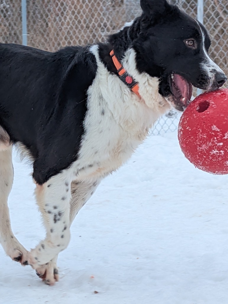 Jimmy, an adoptable Border Collie, Husky in Muskegon, MI, 49443 | Photo Image 5